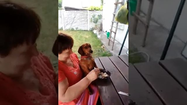 Кормят собаку с ложки смотреть онлайн