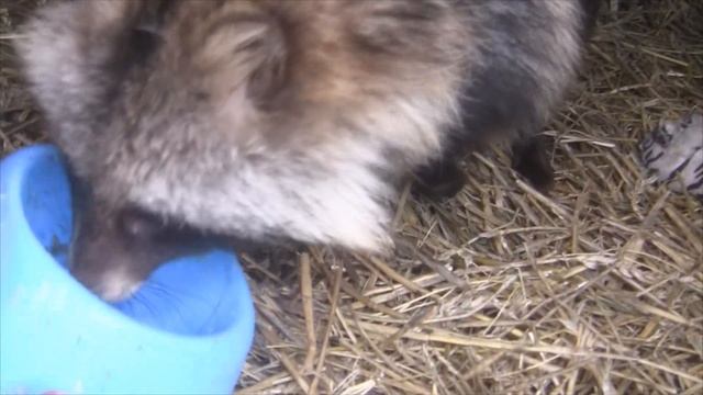 Енотовидная собака. Приручение. смотреть онлайн