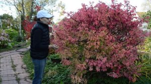 Бересклет крылатый: король осеннего сада