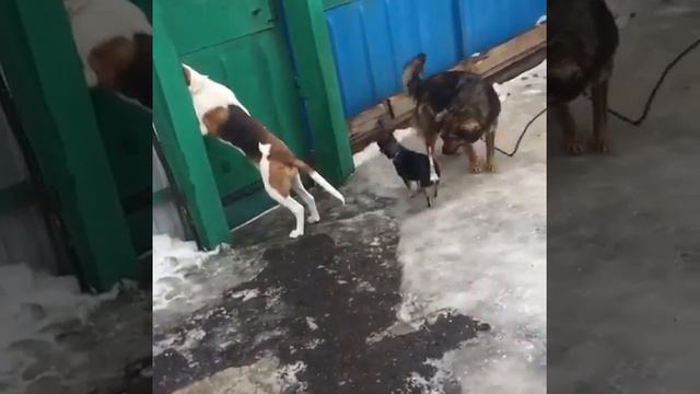 Собаки бегают по двору смотреть онлайн