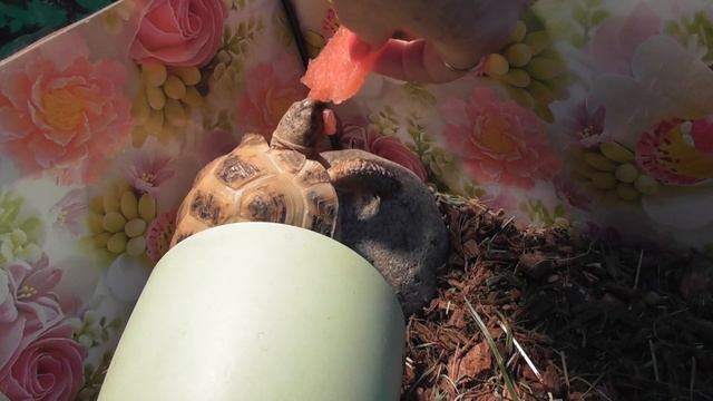 ПЕРВЫЕ ДНИ МОРСКОЙ СВИНКИ В НОВОМ ДОМЕ смотреть онлайн