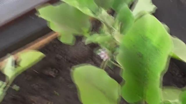 ОБЗОР 9 МАЯ. ВЫСАДИЛА ОГУРЦЫ ДЛЯ АРКИ. Ольга Чернова. смотреть онлайн