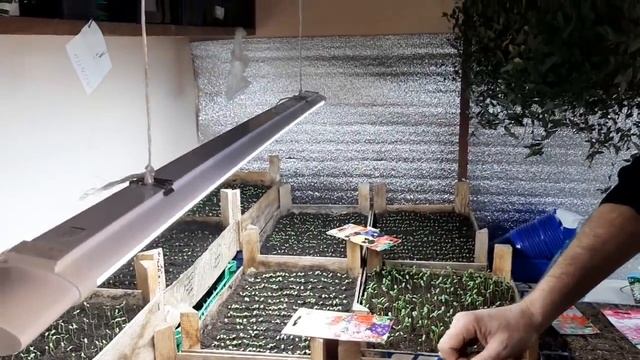 КАК Вырастить ПЕТУНИЮ КРЕПКУЮ?ЧТОБЫ РАССАДА НЕ ТЯНУЛАСЬ и не вытянулась что делать смотреть онлайн