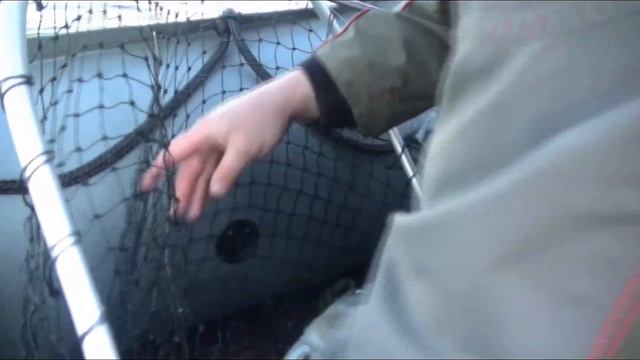 Огромные астраханские толстолобики смотреть онлайн