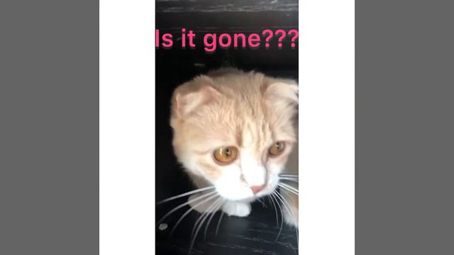 Munchkin kitten’s first birthday смотреть онлайн