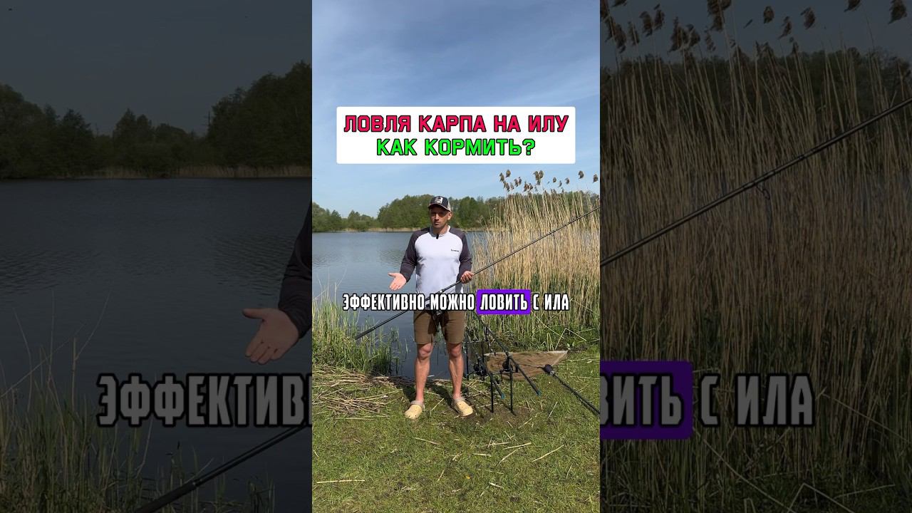 Нужно помнить 3 вещи при ловле карпа на илу #карпфишинг смотреть онлайн
