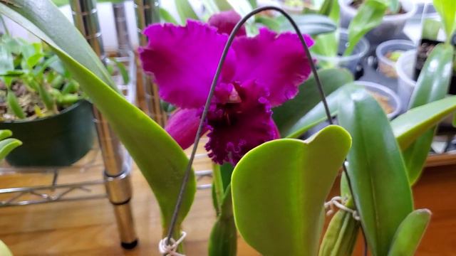 两株花朵特大的卡特兰 Lc. Chian-Tzy Mildcompton'Kao Hwa' & Blc Chia Lin 'New City' смотреть онлайн