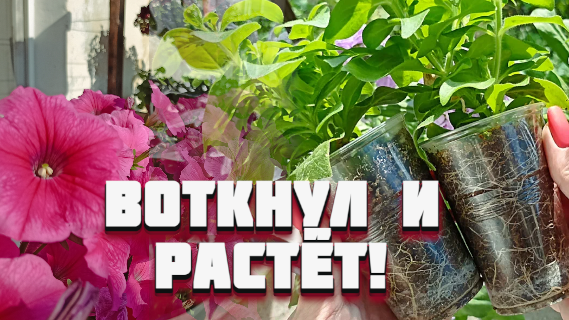 Как черенковать ПЕТУНИЮ в августе, что СОХРАНИТЬ на зиму! смотреть онлайн