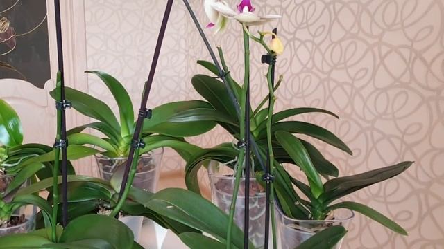 УХОД за орхидеями: полив орхидей, удобрение, обрезка цветоносов | Орхидеи на МОКРЫХ пяточках смотреть онлайн
