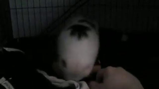 Играем с норкой-2 смотреть онлайн