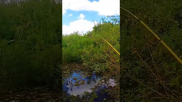 Fishing lure, fishing derby @Fishing story with ronnie green, fishing backpack, c fishing reels смотреть онлайн