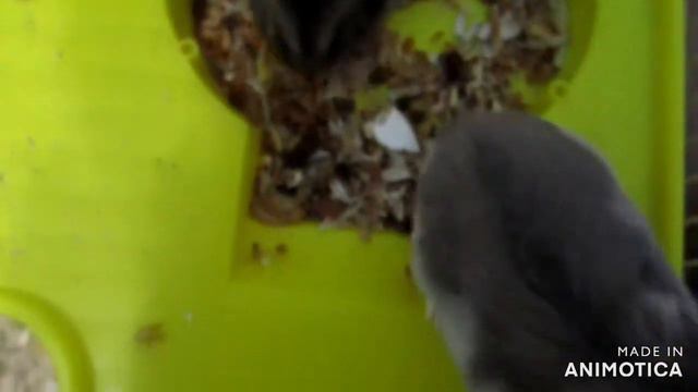 |Плюсы и минусы джунгарских хомяков|Weta Cloys| смотреть онлайн