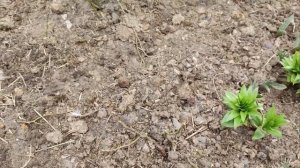 Обрезаем розы "спрей" вместе