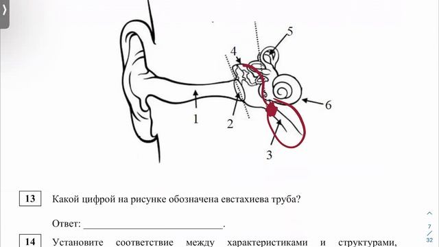 Тренировочная работа No2 по БИОЛОГИИ| СтатГрад|| 20 декабря 2022 года смотреть онлайн