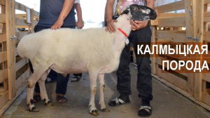 Калмыцкая порода овец. Племзавод "Кировский". XIX Всероссийская выставка племенных овец и коз.