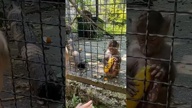 Гамадрил Люся угостилась бананом! Тайган смотреть онлайн