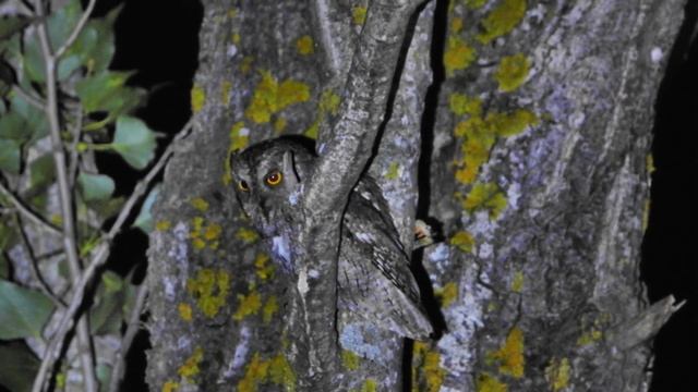 Autillo europeo (Otus scops) Eurasian Scops-owl 4K смотреть онлайн