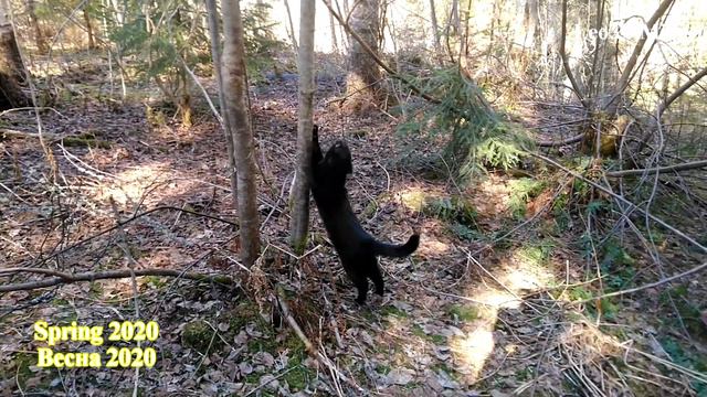 Cats Leo and Mini, the most interesting videos 2020 Part1 Norway/Самые интересные видео 2020 Часть1 смотреть онлайн