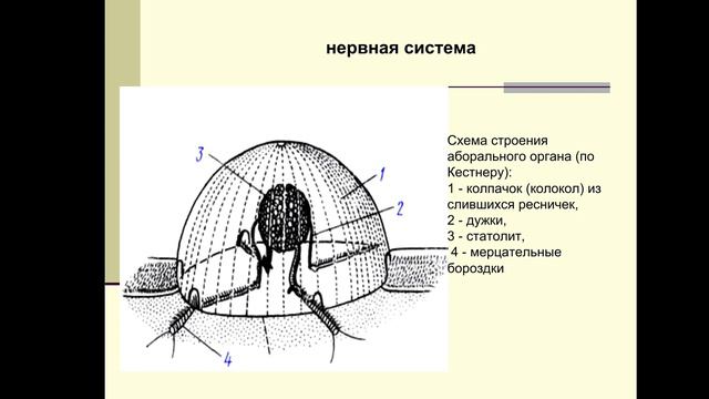 Тип Гребневики смотреть онлайн