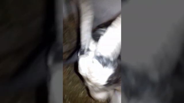 Как узнать что коза гуляет... смотреть онлайн