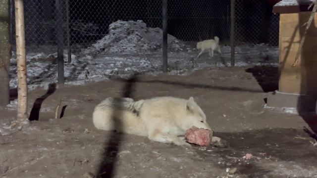 Blind Arctic wolf cub‼️ Northern wolves in Russia. смотреть онлайн