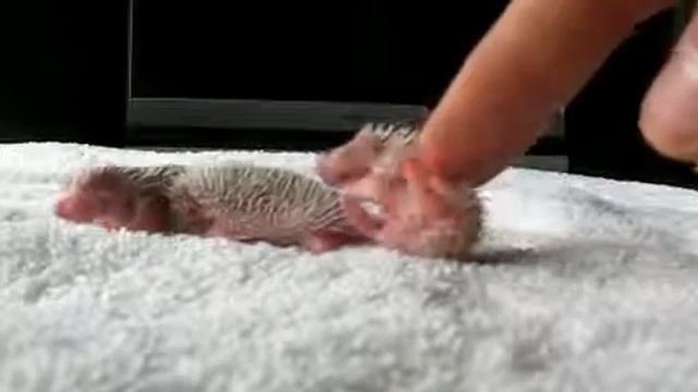 Маленькие ёжики