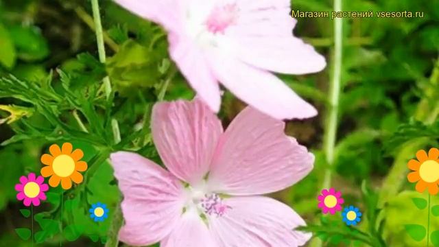 Мальва мускусная Розеа. Краткий обзор, описание характеристик malva moschata Rosea смотреть онлайн