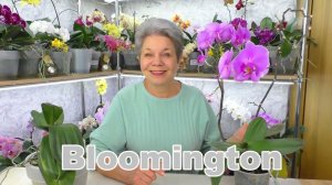 Цветонос орхидеи из точки роста... Это НЕ БЕДА. Но, что делать?  Как ухаживать за такой орхидеей?