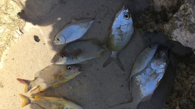 Playa Pesquero - Premium смотреть онлайн