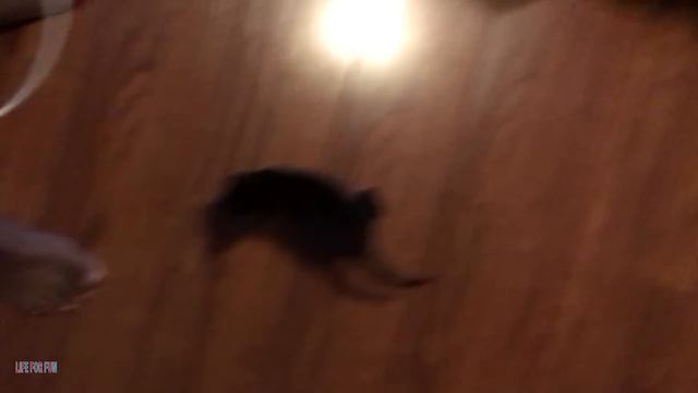 002. Funniest Cat Videos Will Make You Laugh #194 - Funny Animal Videos.mp4 смотреть онлайн