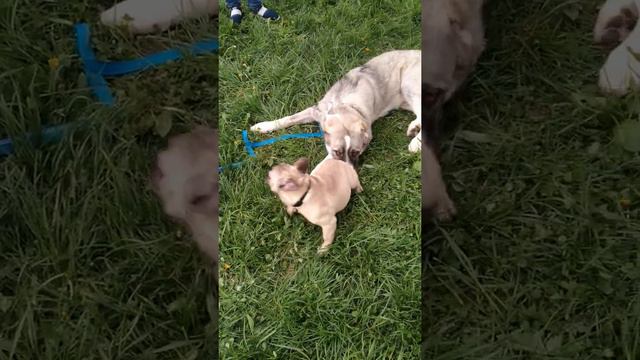 Французский бульдог Рокки и Алабай смотреть онлайн