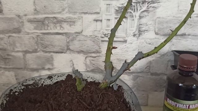 126.Дотянуть до мая! //Роза Леонардо да Винчи и клематис Руж Кардинал //02.04.23 смотреть онлайн