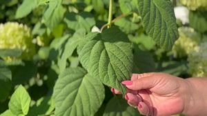 ДРЕВОВИДНАЯ ГОРТЕНЗИЯ | РОЗОВЫЕ И БЕЛЫЕ СОРТА