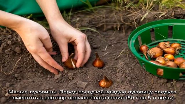 Когда сажать тюльпаны осенью, хранение и уход за тюльпанами осенью и зимой смотреть онлайн