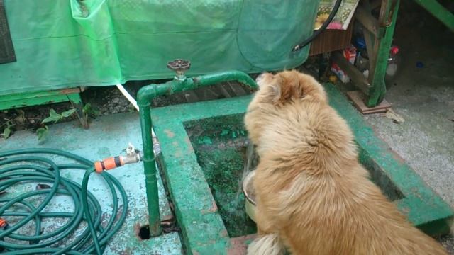 Собака пьет из колонки. смотреть онлайн