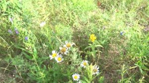 Поход в лес по ягоды и за грибами. Черника, лесная земляника и подосиновик