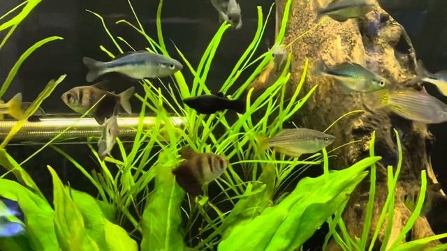 Gourami Fish Tank Mates смотреть онлайн