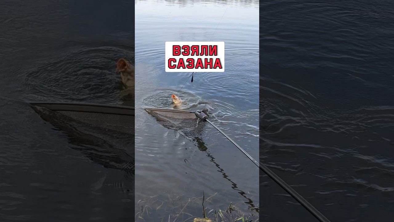 Малой 8 лет ПОЙМАЛ САЗАНА #карпфишинг смотреть онлайн