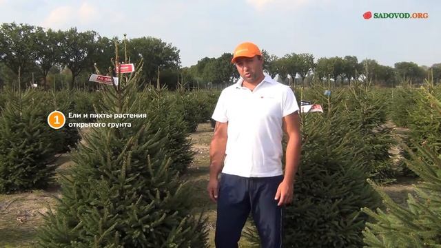 Можно ли новогодние елки в горшках ставить на улице смотреть онлайн