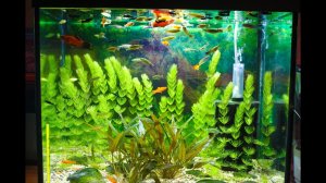 Мой аквариум 35 литров.