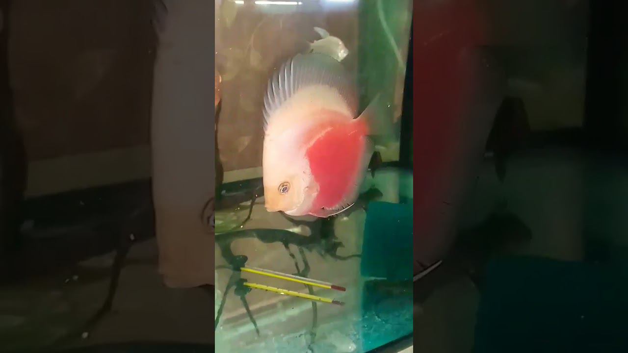 Красно-белый Дискус, будущие трудяги #discus #shorts #short смотреть онлайн