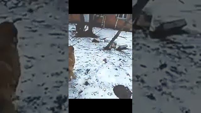 Как играют собаки в приюте смотреть онлайн