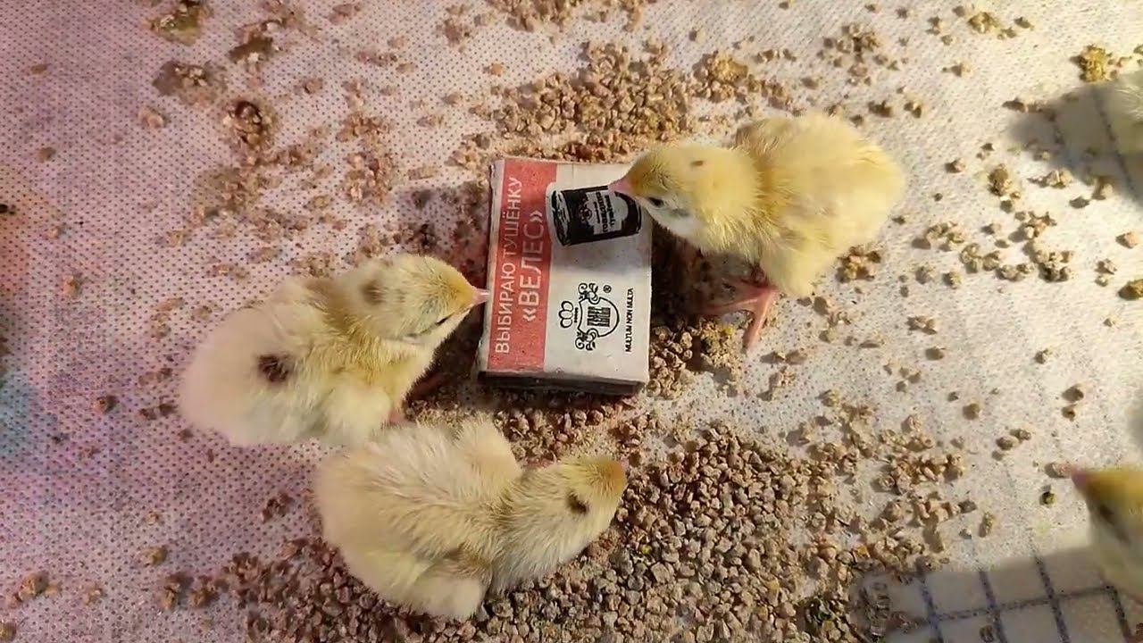 Размер суточного перепела на фоне спичечного коробка Перепел Белый гигант смотреть онлайн