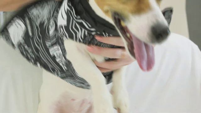 WOOFMAN смотреть онлайн