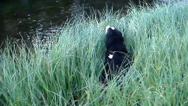 Бернский зенненхунд Дива1,5г в деревне смотреть онлайн