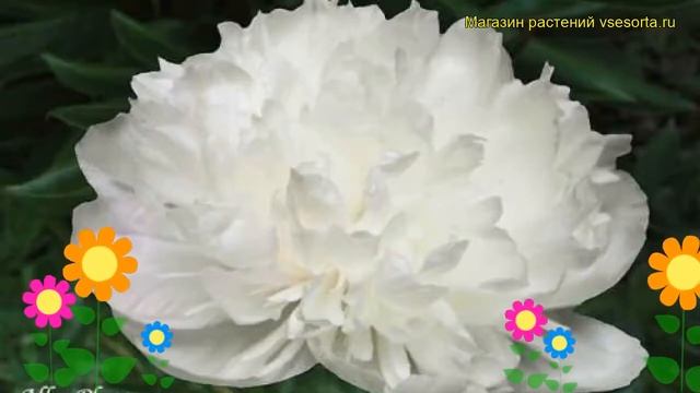Пион лекарственный Алба Плена. Краткий обзор, описание характеристик paeonia oficinalis Alba Plena смотреть онлайн