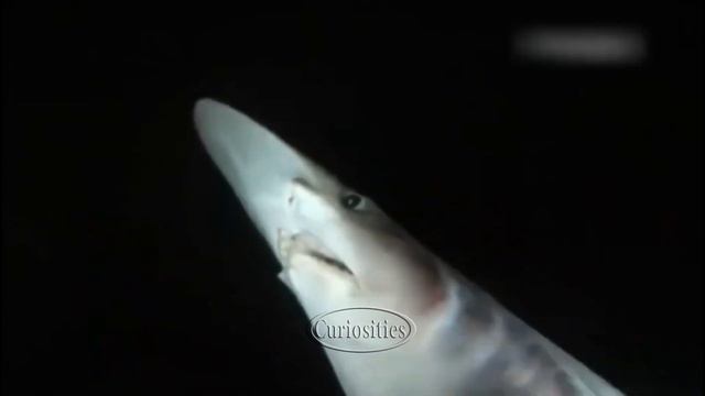 Чудовища из Глубин Океана /Monsters from the Depths of the Ocean. смотреть онлайн