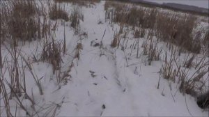 Прогулки по лесу. Прогулки на свежем воздухе. Пешие походы . Hiking