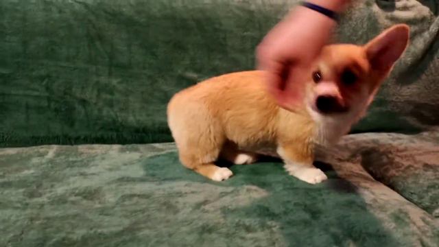 Gul-Dara Perfekt Gentleman ( Истинный джентельмен) смотреть онлайн