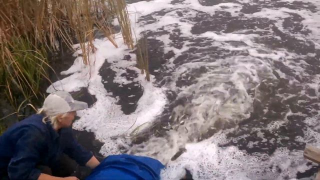 Глазунов Сергей Николаевич - зарыбление Орели, ч.1 смотреть онлайн